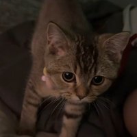 近寄ってくる子猫