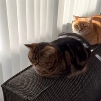 ソファの背もたれの上