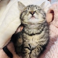 ママに抱っこされて寝る子猫