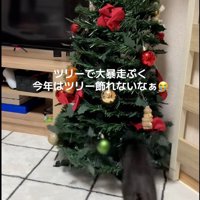 クリスマスツリーで遊ぶ子猫