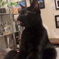 口の周りを舐めながら飼い主を見上げる猫の横顔