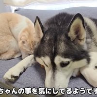 犬さんのにおいを嗅ぐ猫さん