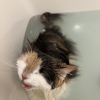 大きく鳴いて訴える浴槽の中の猫