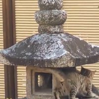 灯籠に登る2頭の猫