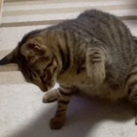 猫パンチしている猫