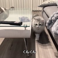 歩き出す猫