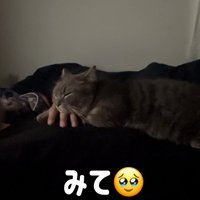 手を繋ぐ猫