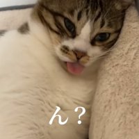 舌を出す猫