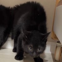 毛を逆立てて上目遣いに周囲を警戒する右側の黒い子猫