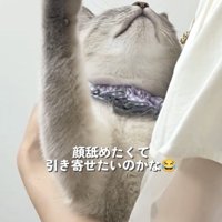 飼い主さんの顔に手を伸ばすシャムトラ猫