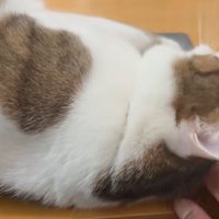PC上で転がる猫