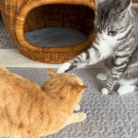 右足で茶トラ猫を触るサバ白猫