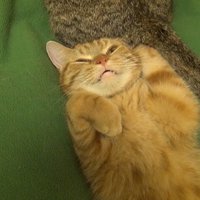 左前足を上げた姿