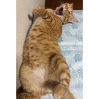 あくびしている猫