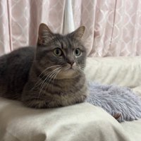 香箱座り