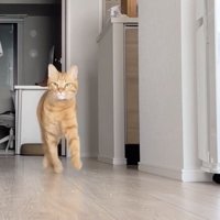 飼い主さんのほうに走ってくる茶トラ猫