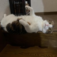 段から落ち始めた猫