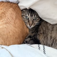 布団をかぶってカメラ目線の猫