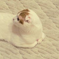 後ろを向いている猫の顔