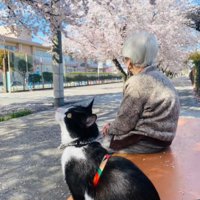 桜を見るおばあちゃんと猫