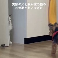 ドアに半分隠れている猫さん