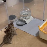 抱き合う2匹の子猫