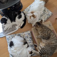 ストーブの前にいる猫たち