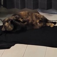 Tシャツの上で横になるうにちゃん