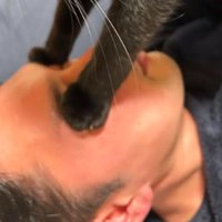 顔に乗っている猫