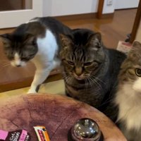 テーブルを囲む3匹の猫