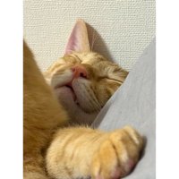 寝ている猫