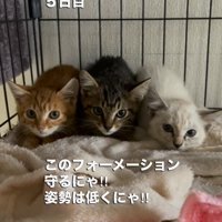 ケージの隅にうずくまる3匹の子猫