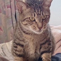 人の上に乗り満足そうな猫