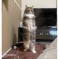 二足立ちしている猫