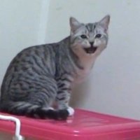 サバトラのアップ