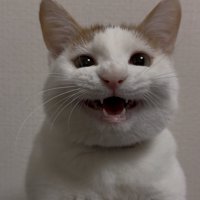 笑顔で飼い主を見つめる猫