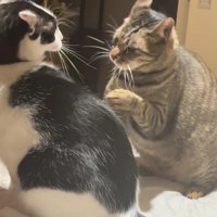 真剣な眼差しの2匹の猫