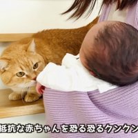 赤ちゃんの匂いを嗅ぐ茶トラマンチカン