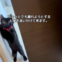 飛び上がる猫