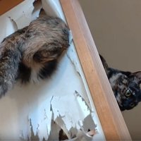 障子を突き破る猫