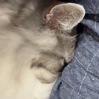 人吸いする猫