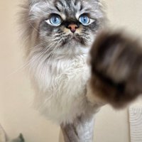 黒っぽい猫
