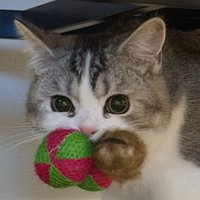 おもちゃを咥えている猫