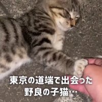 路上の猫