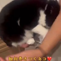 腕から離れてしまった猫