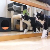 ハチワレのチコちゃん