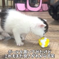 テロップ「ボールを置いてみたけど～」