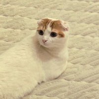 うつ伏せになって後ろを向く猫の顔