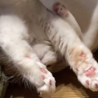 前足を伸ばす猫