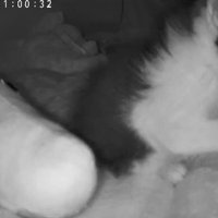 ベッドの布を前足で押す子猫